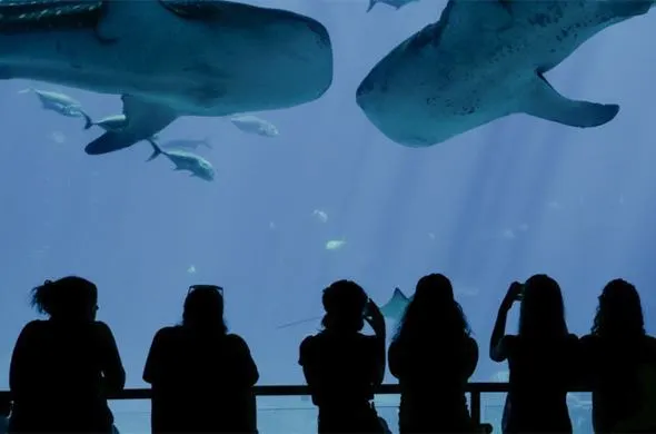Georgia Aquarium wählt Inside Explorer Touchscreen Tische